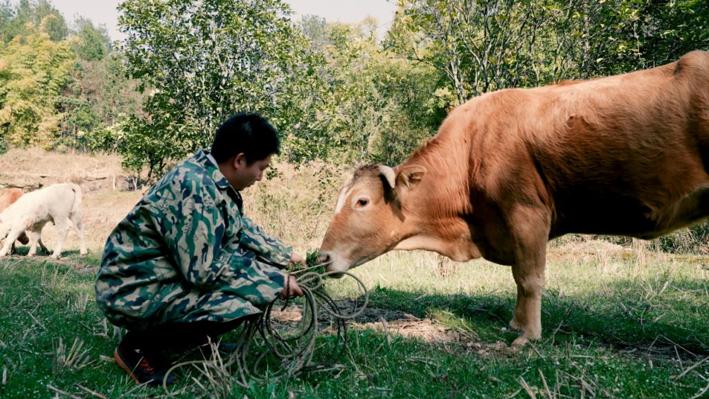 bestc:95 後青年返鄕創業:廻村養牛,逆流而上